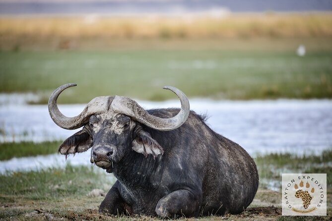 7 Days Masai Mara-Lk. Nakuru-Lk. Naivasha-Amboseli group Safari - Day 2: Full Maasai Mara day, plus the dawn hot-air balloon option