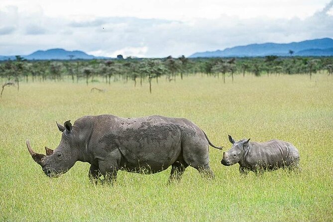 7 Days of Elephants, Rhinos & Big Five: The Best of Kenya Safari - Highlights That Make This Safari Feel Worth It
