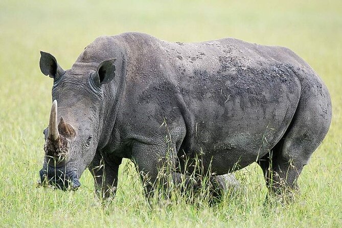 7 Days of Elephants, Rhinos & Big Five: The Best of Kenya Safari - Day 5: Amboseli National Park, Kilimanjaro Views and Elephant Country Start