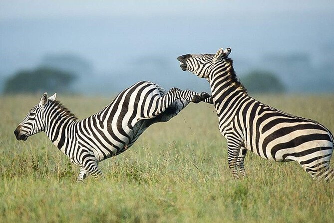 7 Days of Elephants, Rhinos & Big Five: The Best of Kenya Safari - Day 6: Full Amboseli Day, Packed Lunch, Swamps, and Optional Early Drive