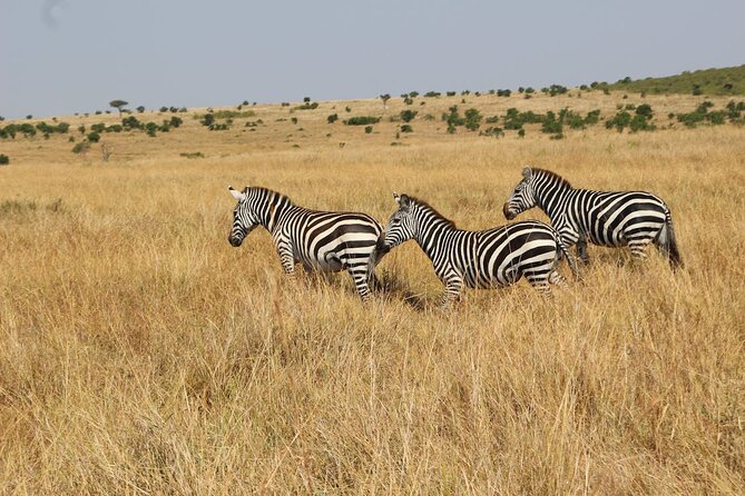 7 Days of Kenyan Wonders: A Mid-Range Safari Adventure - Why this 7-day Kenya route makes sense for first-timers and regulars