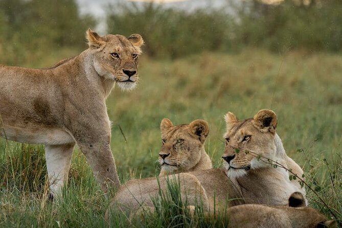 7 Days of Kenyan Wonders: A Mid-Range Safari Adventure - Day 4: Crescent Island walking safari, then Lake Nakuru flamingos and rhino odds