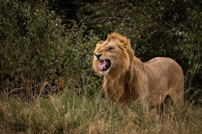 7 Days of Kenyan Wonders: A Mid-Range Safari Adventure - Day 6: Full-day Masai Mara game drive and the migration window (July to October)