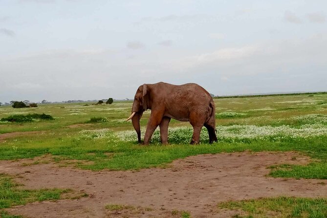 7 Days of Kenyan Wonders: A Mid-Range Safari Adventure - Day 1-2: Amboseli National Park and the elephant-and-Kilimanjaro payoff