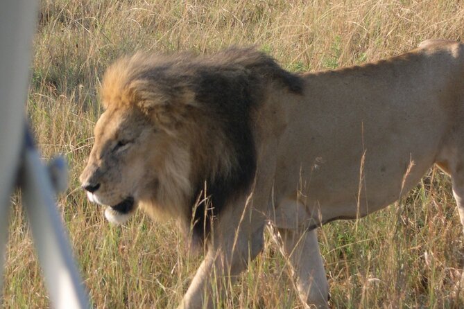 7 Days Private 4 star lodges Safari by LandCruiser from Nairobi - Comfort to Luxury Lodges Without the 5-Star Price Tag