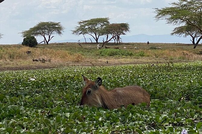 7 Days Private safari to 4 Star lodges using a Jeep - Day 3: Drive to Lake Nakuru and Ziwa Bush Lodge overnight