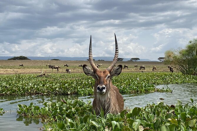 7 Days Private safari to 4 Star lodges using a Jeep - Day 4: Lake Nakuru white rhinos, flamingo possibilities, Hell’s Gate biking, and a Naivasha boat ride