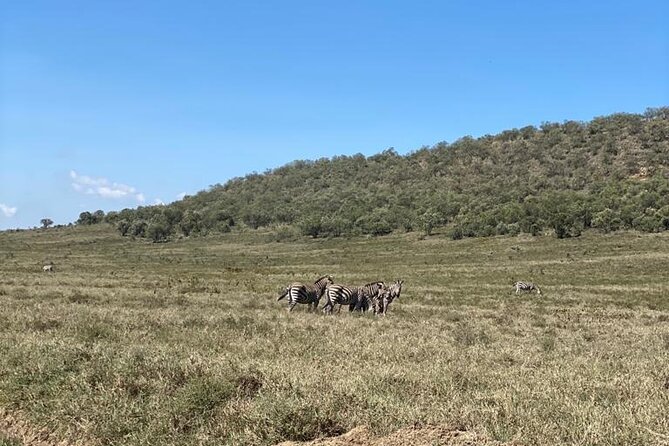 7 Days Private safari to 4 Star lodges using a Jeep - Day 6: Early game drive, then a packed-lunch full Amboseli day
