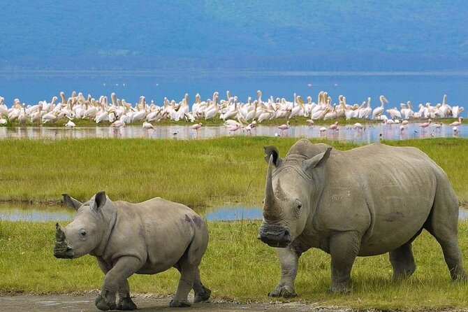 7 Days Safari to Maasai Mara, Nakuru, Naivasha and Amboseli - Days 3 and 4: Lake Nakuru, then Naivasha with rhinos, flamingos, and birds