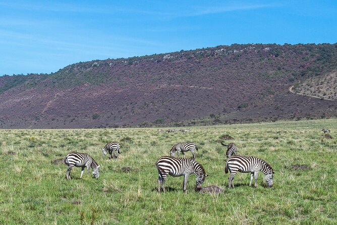 7 Days Safari to Maasai Mara, Nakuru, Naivasha and Amboseli - Days 5 and 6: Amboseli game drives with Kilimanjaro in the frame