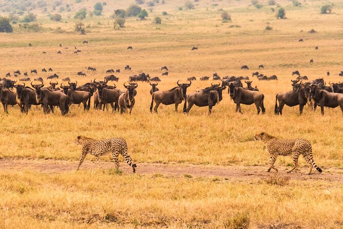 7 Days Safari to Maasai Mara, Nakuru, Naivasha and Amboseli - Vehicle, camps, and the included meals that keep energy up