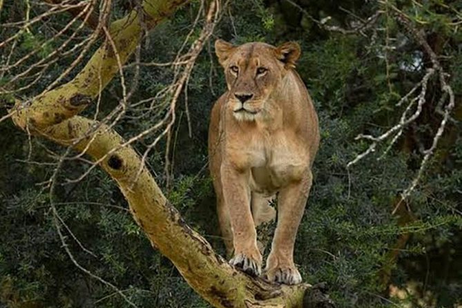7 days safari to Masai Mara Nakuru ,Naivasha and Amboseli parks - Hell’s Gate on Two Wheels: Biking Safari and Gorge Walks