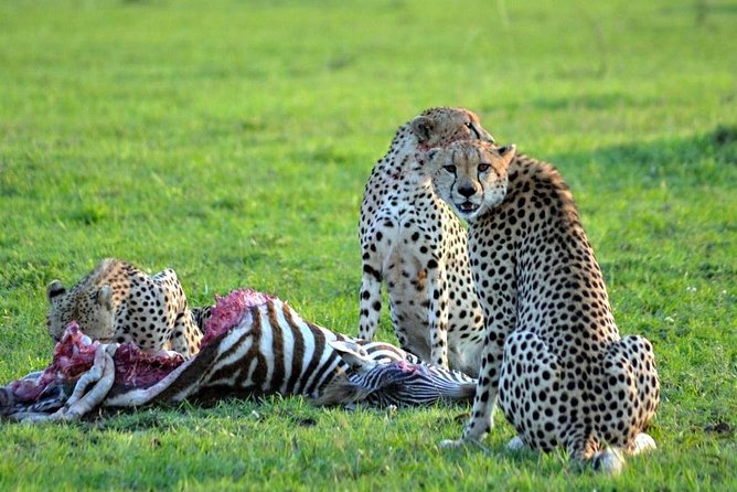 7 days safari to Masai Mara Nakuru ,Naivasha and Amboseli parks - How You End in Nairobi: One Last Morning Drive