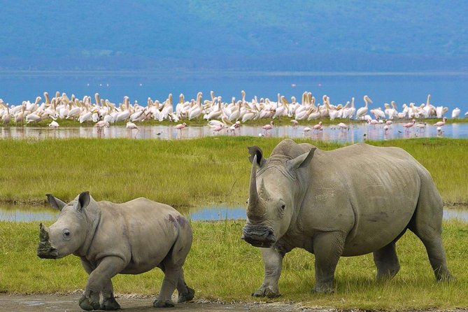 7 days safari to Masai Mara Nakuru ,Naivasha and Amboseli parks - Price and Value: What You Pay For, What Costs Extra