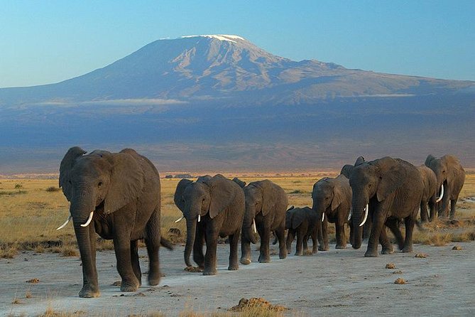 7 days safari to Masai Mara Nakuru ,Naivasha and Amboseli parks - Masai Mara Big Five Drives and the Mara River Migration Moments
