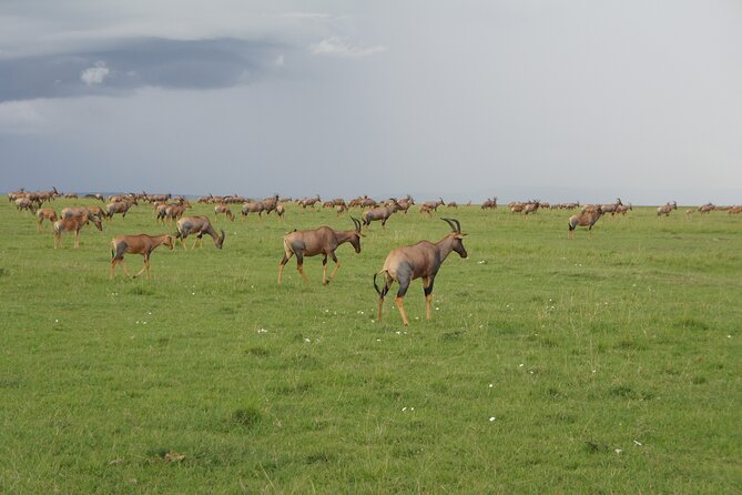 7 days Sopa lodges full private package - Private safari value from Nairobi: what $3,995.25 buys