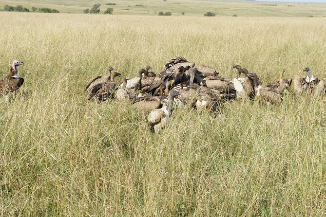 7 days Sopa lodges full private package - Lake Naivasha to Hell’s Gate Day 3: Rift Valley viewpoints, birds, and the rare walking or cycling option