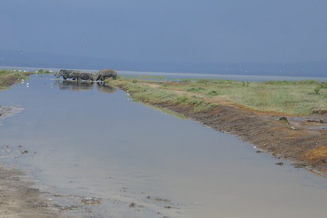 7 days Sopa lodges full private package - Lake Nakuru: boat ride birding, rhino hunts, and tree-climbing lions