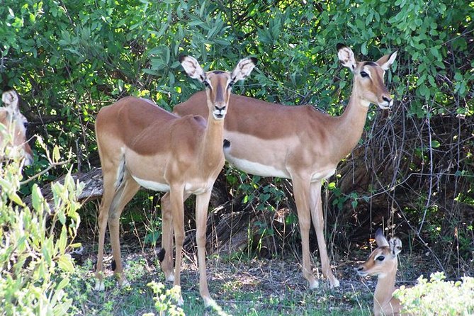 7 Days Tsavo East, Taita, Amboseli & SanctuarySafari from Mombasa - How This Safari Maximizes Big Five Odds Without Gambling on One Park