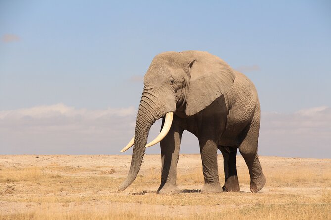 8-Day Amazing Kenya Holiday Safari - Ol Pejeta and Sweetwaters: rhinos and chimps, plus waterhole viewing