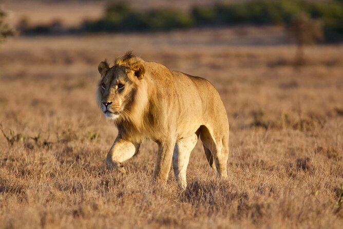8-Day Amazing Kenya Holiday Safari - Price and value: how $4,671.43 per person pencils out