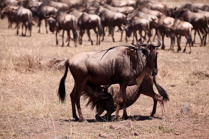 8-Day Amazing Kenya Holiday Safari - Entering Maasai Mara: first lunch, then first sightings