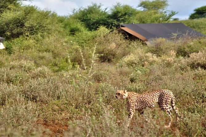 8-Day Kenya Group Joining Safari - Price, inclusions, and whether this feels like a smart deal