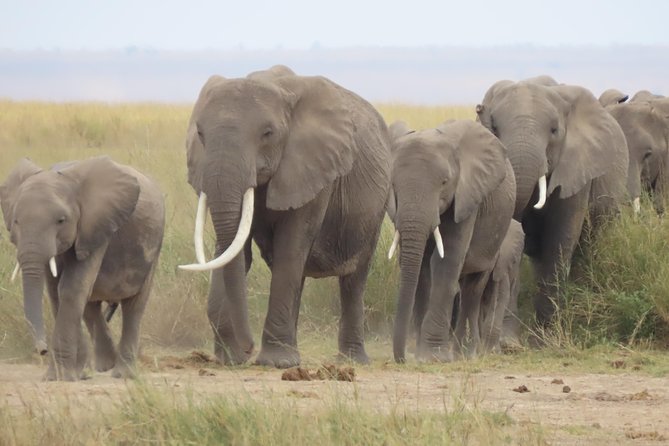 8-Day Kenya Group Joining Safari - Masai Mara drives: river drama, lions, and the Big Five chances