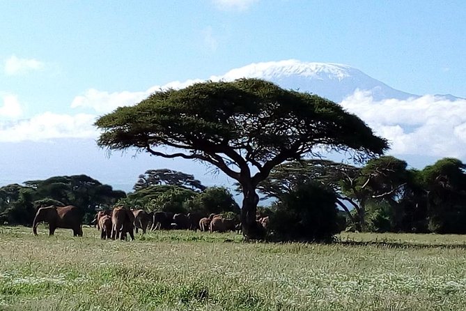 8 Day Safari: Best of Kenya & Tanzania - Crossing into Tanzania via Esibania border: driver change and a calmer pace at Ikoma