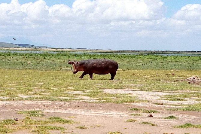 8 Day Safari: Best of Kenya & Tanzania - Tarangire to Arusha: switching pace before your Nairobi airport drop