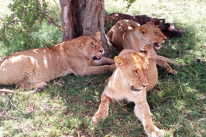 8 Day Safari: Best of Kenya & Tanzania - A full Mara day near the Mara River: how you use daylight well