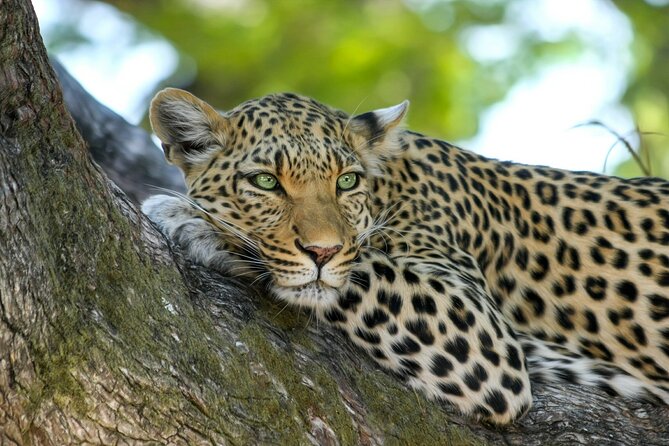 8 Days / 7 Nights 2021 / 2022 Wildebeest Migration Safari - Maasai Mara Reserve - The Samburu stretch: Mount Kenya views and rare animal odds