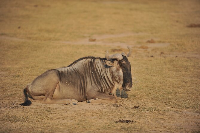 8 Days / 7 Nights 2021 / 2022 Wildebeest Migration Safari - Maasai Mara Reserve - Lake Nakuru: Rift Valley road views and flamingo-season chances