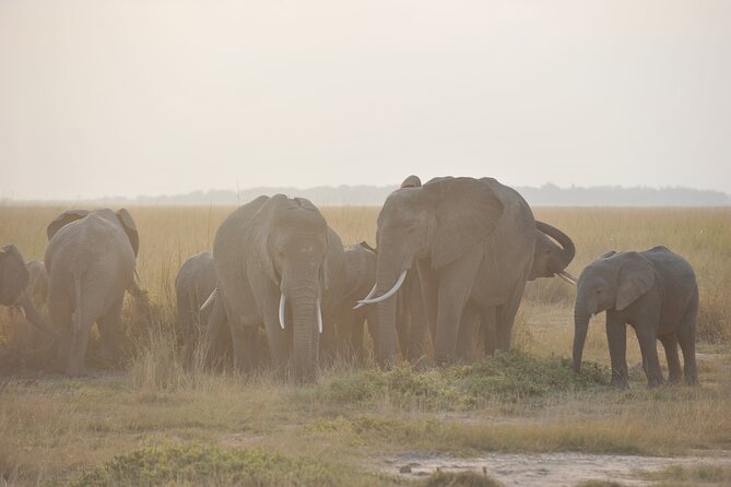 8 Days / 7 Nights 2021 / 2022 Wildebeest Migration Safari - Maasai Mara Reserve - Maasai Mara: game drives built for big-cat and herd encounters