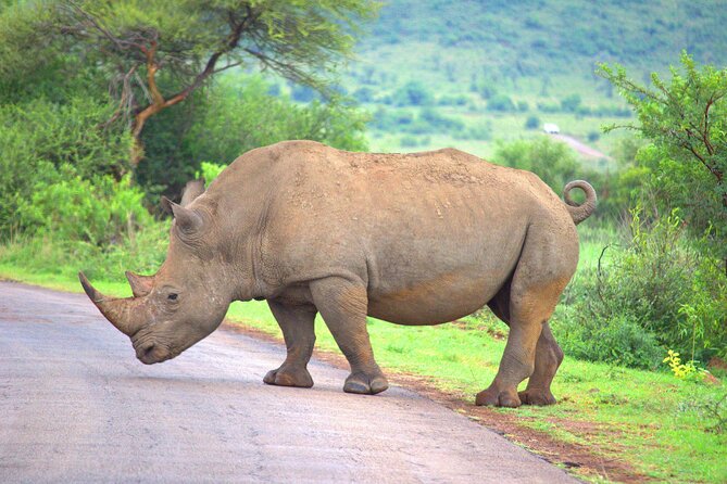 8 Days / 7 Nights 2021 / 2022 Wildebeest Migration Safari - Maasai Mara Reserve - Sunset Mara River time, hippo odds, and a Masai culture visit