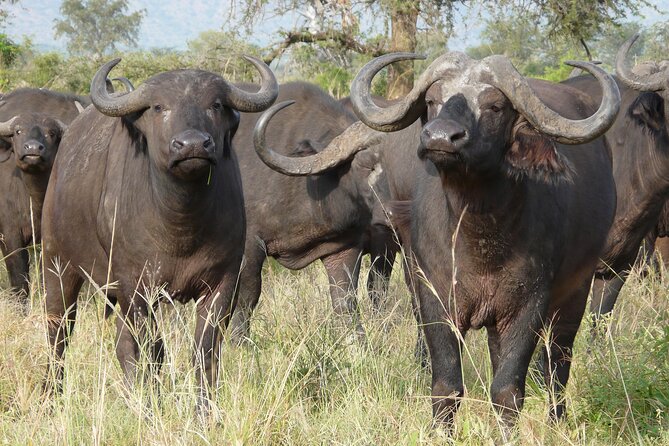 8 Days / 7 Nights 2021 / 2022 Wildebeest Migration Safari - Maasai Mara Reserve - Getting your money’s worth: price, inclusions, and what to budget