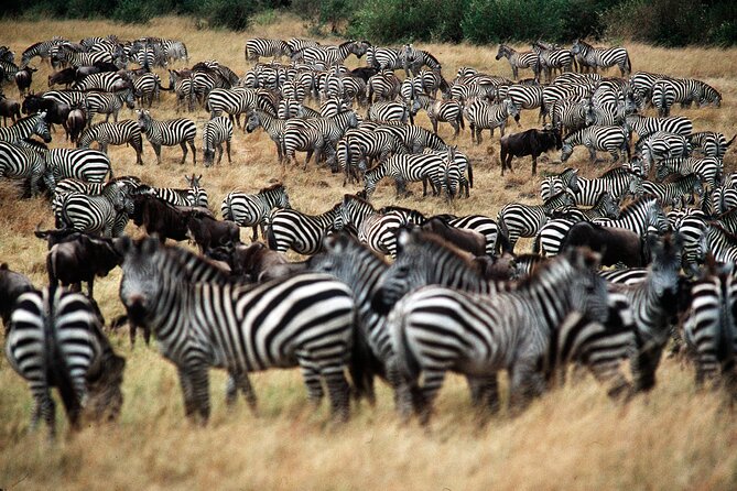 8 Days / 7 Nights 2021 / 2022 Wildebeest Migration Safari - Maasai Mara Reserve - The real-world pace of this route, and who it suits