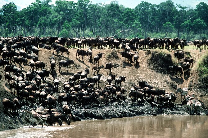 8 Days / 7 Nights 2021 / 2022 Wildebeest Migration Safari - Maasai Mara Reserve - Nairobi arrival, traditional welcome, and your first safari briefing