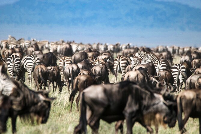 8 Days 7 Nights Kenyan Luxury Safari - Maasai Mara: timing flights, chasing golden light, and living with big cats