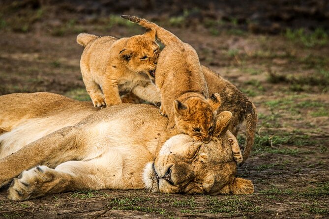 8 Days 7 Nights Kenyan Luxury Safari - What included meals do to your safari rhythm