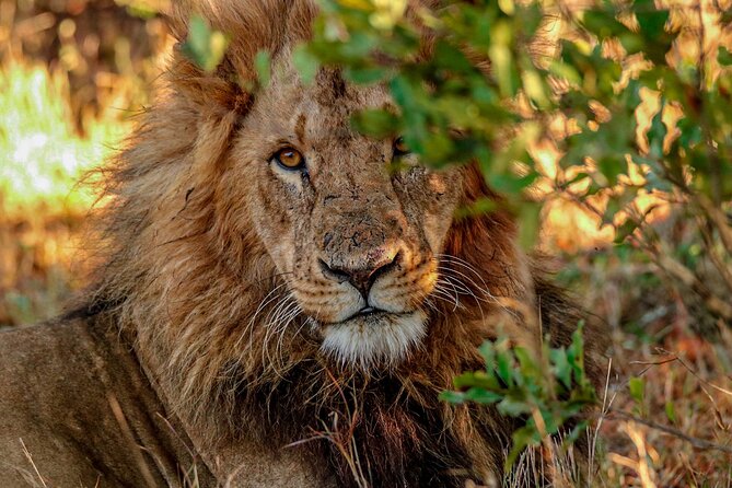 8 Days 7 Nights Kenyan Luxury Safari - Luxury safari value, and what the $6,350 price is really paying for