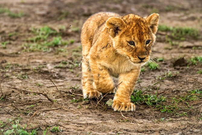 8 Days 7 Nights Kenyan Luxury Safari - Service, guides, and the kind of professionalism that matters