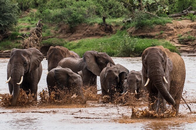 8 Days 7 Nights Kenyan Luxury Safari - Lewa Wildlife Conservancy: Grevy’s zebra, black rhinos, and 400+ birds