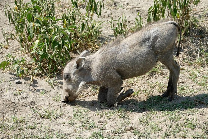 8 Days Amboseli lake Nakuru Masai Mara lake Naivasha safari - Day 6: Lake Naivasha, Slow Time, and a Boat-Ride Option