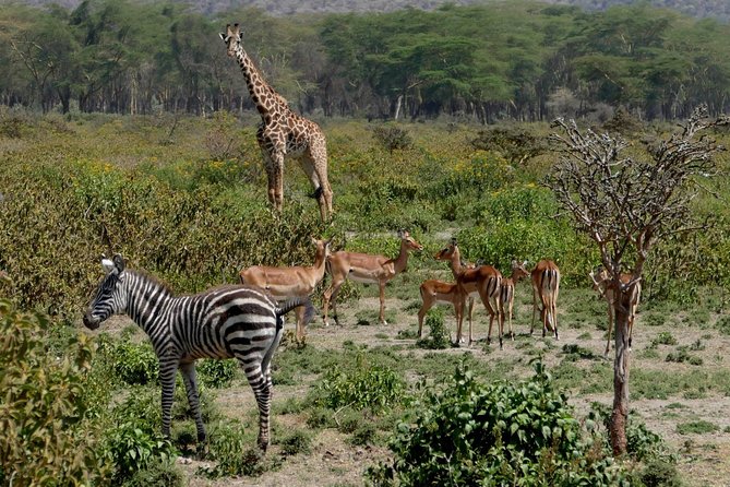 8 Days Amboseli lake Nakuru Masai Mara lake Naivasha safari - How Transportation and Timing Shape Your Safari Day