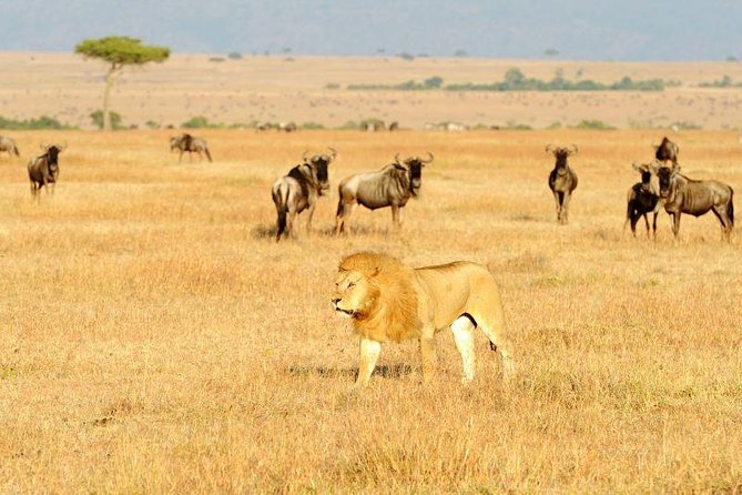8 Days Best of Kenya and Tanzania Safari from Nairobi - Maasai Mara day: Mara River focus, full-day drive, and an optional culture stop