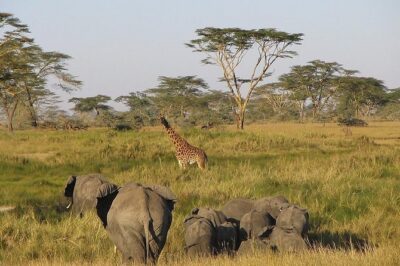 8 Days Best of Kenya and Tanzania Safari from Nairobi