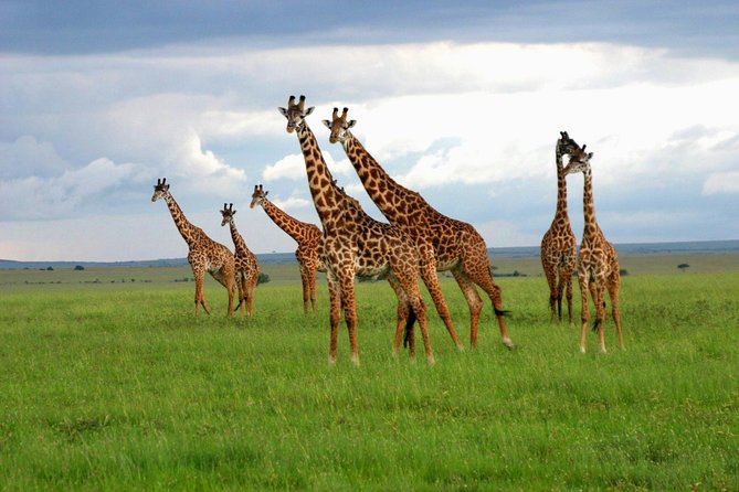 8 Days Best of Kenya and Tanzania Safari from Nairobi - Lake Manyara and Arusha: half-day wildlife variety before the return to Nairobi