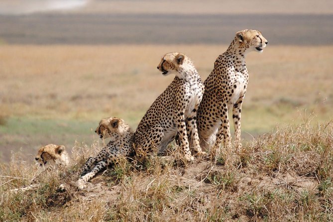 8 Days Kenya and Tanzania Private Lodging Safari from Nairobi - Maasai Mara full day, Mara River focus, and a Maasai village lesson