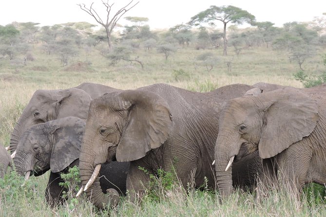 8 Days Kenya and Tanzania Private Lodging Safari from Nairobi - Ngorongoro morning plus a relaxing afternoon, then Arusha dinner